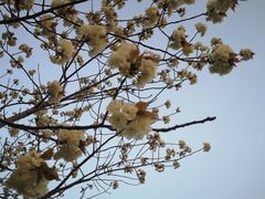 -高东镇樱花园