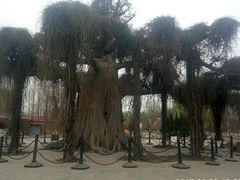 -石家庄市植物园