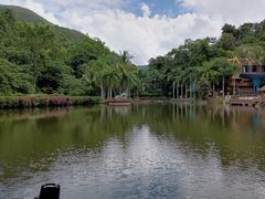 -西双版纳原始森林公园