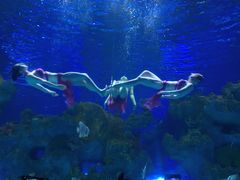 -芜湖新华联大白鲸海洋公园