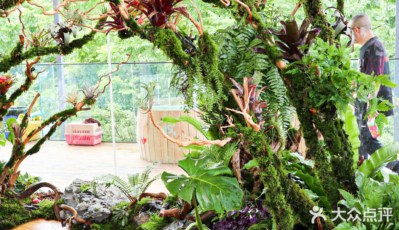 六一好去处 | 重庆首个超有意思的爬宠展🐸