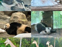 -广州长隆野生动物世界