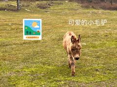 -武陵山森林公园