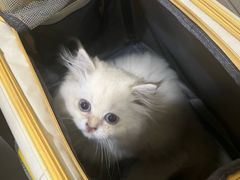 -谐和益家动物医院·免疫绝育·血液透析·宠保定点医院(高新伊藤分院)