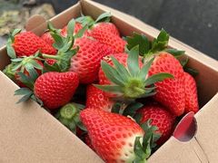 -小鱼草莓采摘园农家乐·小鱼餐厅