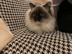 -滚猫咖啡·猫咖·猫友好撸猫(未来城店)
