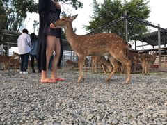 -鹿境梅花鹿生态园区