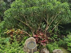 -中国科学院西双版纳热带植物园