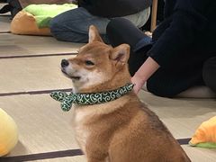 -逗柴咖啡屋·狗咖猫咖宠物桌游