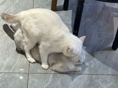 -猫小院猫主题餐厅(南锣旗舰店)