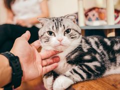 -绒爪撸猫下午茶·猫咖