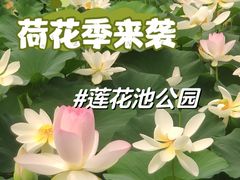 -莲花池公园