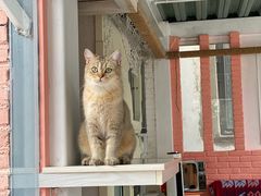 -喵屿·大理花园猫咖