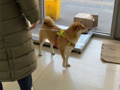 -全心全意连锁动物医院·微创中心·内科急重症·心脏专科(丰管路店)