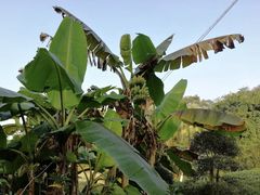 -广西壮族自治区药用植物园