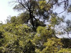 -金鸡山公园