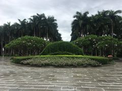 -金花茶公园