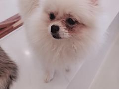 -共舞时光猫咖·狗咖(新街口店)