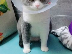 -美联众合宠物医院·爱萌分院·内外科·猫科中心