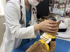 -美联众合动物医院·24h京西诊疗中心