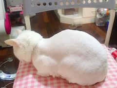 -PETKIT小佩宠物(古北店)