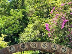 -西双版纳原始森林公园