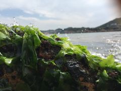 -枸杞岛