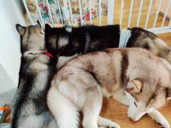 -Husky Go! 哈士奇体验馆·宠物咖啡厅狗咖