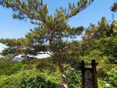 -金龙寺国家森林公园