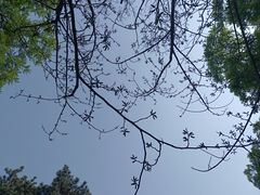 -北京西山国家森林公园