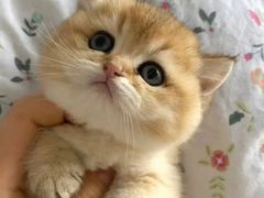 -猫十亿·布偶金渐层·曼基康矮脚猫舍(青年路店)