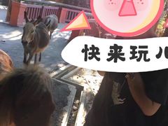 -清迈夜间动物园