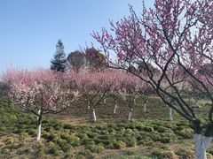 -上海海湾国家森林公园