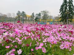 -天适樱花悠乐园