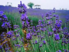-大塘金香草谷