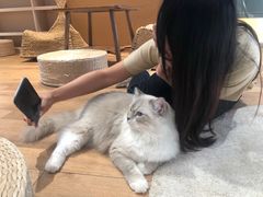 -瞄一喵猫咖(格力海岸店)
