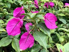 -沪花拾者(好再来花卉鲜花店)