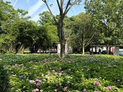 -金银湖国家城市湿地公园