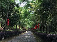 -天台国家森林公园水上茶乡九鹏溪