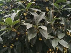 -楠柏弯休闲山庄(梨花溪店)