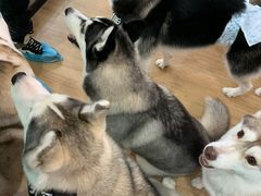 -Husky Go! 哈士奇体验馆·宠物咖啡厅狗咖