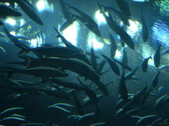-迪拜水族馆及水下动物园