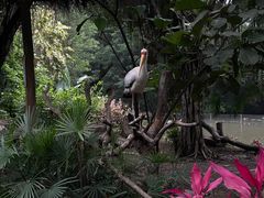 -广州长隆飞鸟乐园