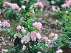 -人民公园(罗湖区)