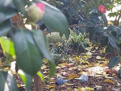 -金花茶公园