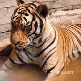 长沙周边亲子游🟠藏于静谧茶乡的老虎园子🐯