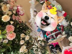 -LE SHARE洛笙·花园西餐(北京路步行街店)