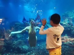 -海棠湾洲际-涛·海底餐厅·美人鱼·自助餐·海底隧道