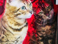 -Pets First伊珊娜洗护·精致美容·家庭式寄养(新会路店)