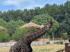 -北京野生动物园